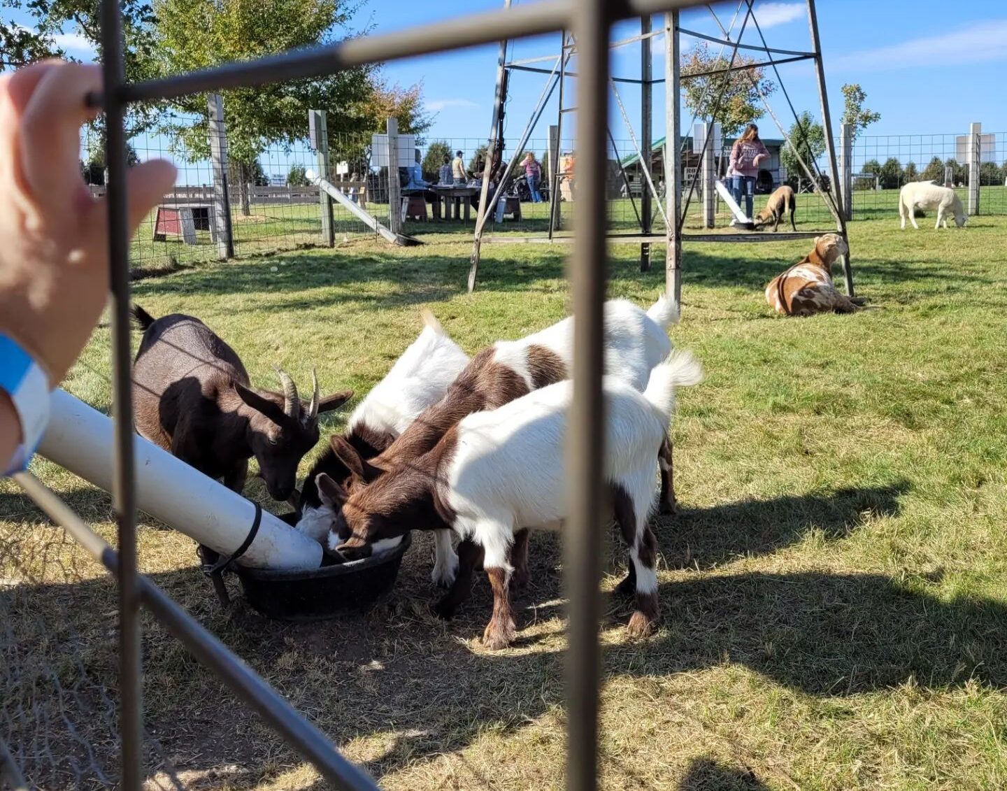 Farm Animals at Pinters Pumpkin Patch