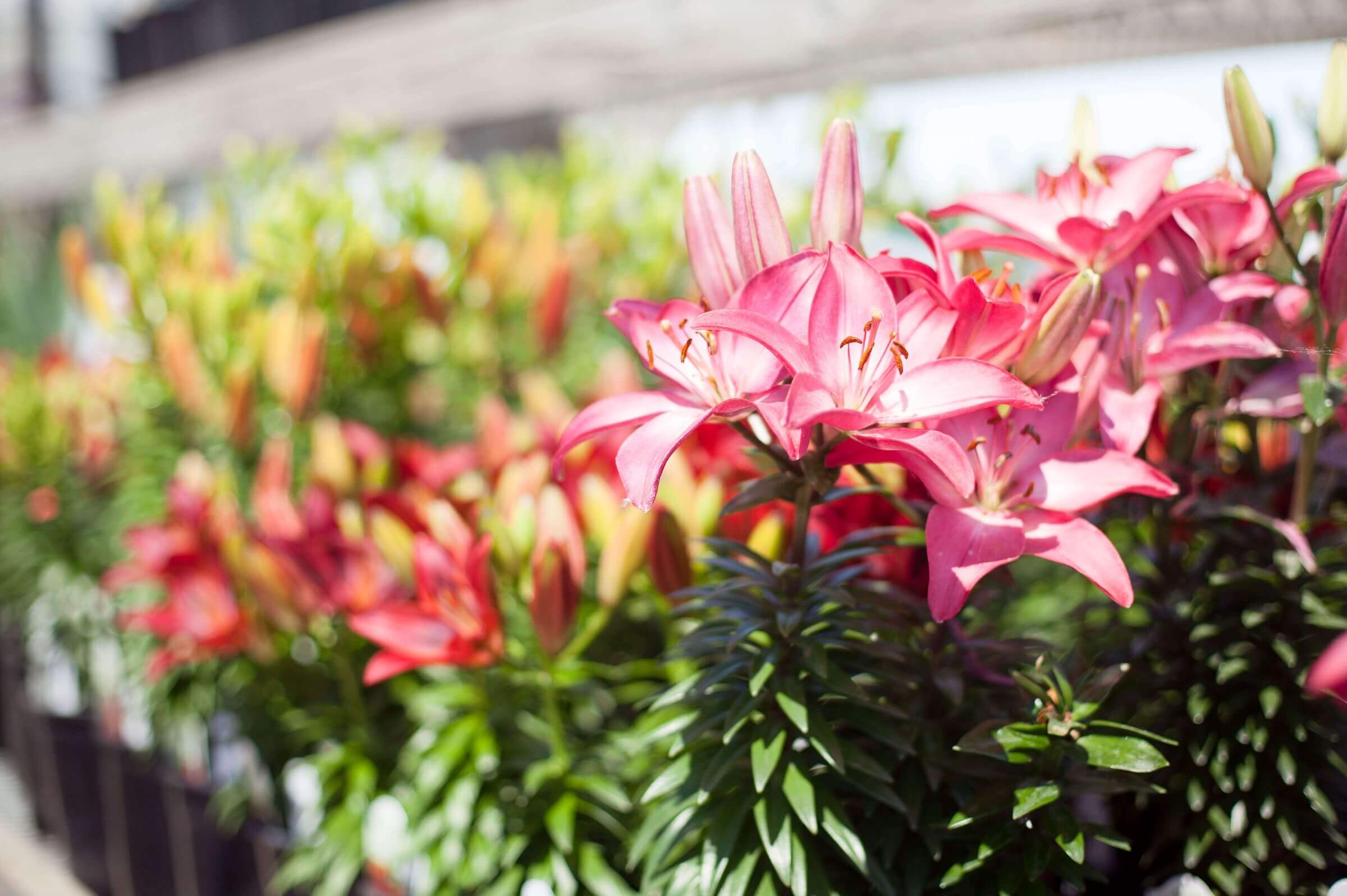 Lillies in garden center