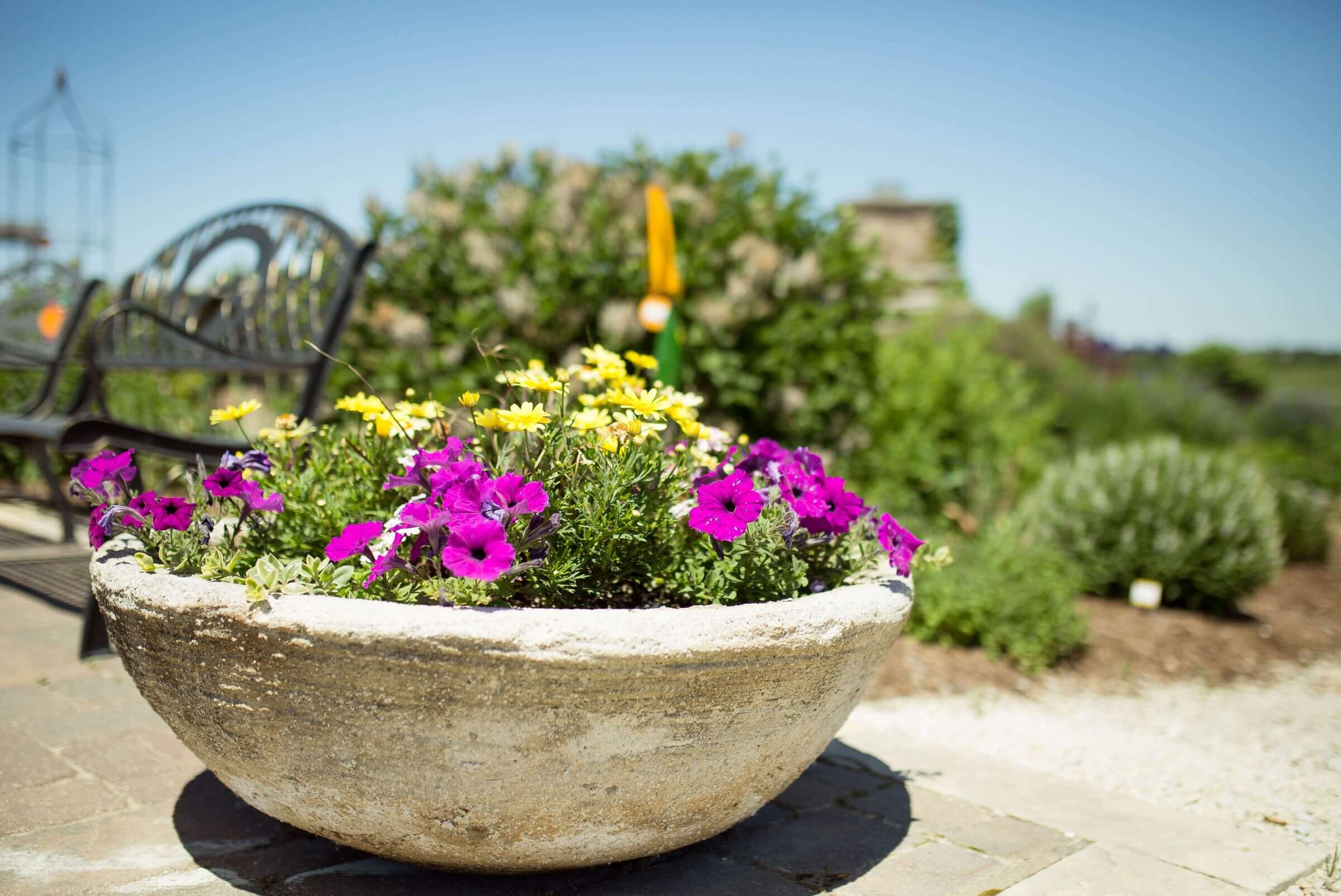 Petunias in garden planter